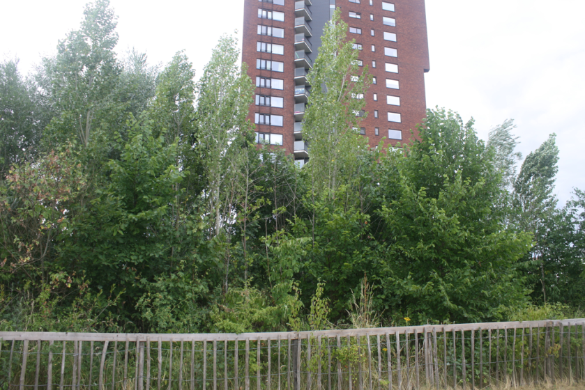 Photo showing a dense cluster of green trees and shrubs in front of a tall, brown brick residential building. A metal fence runs along the bottom edge, separating vegetation from a grassy area.