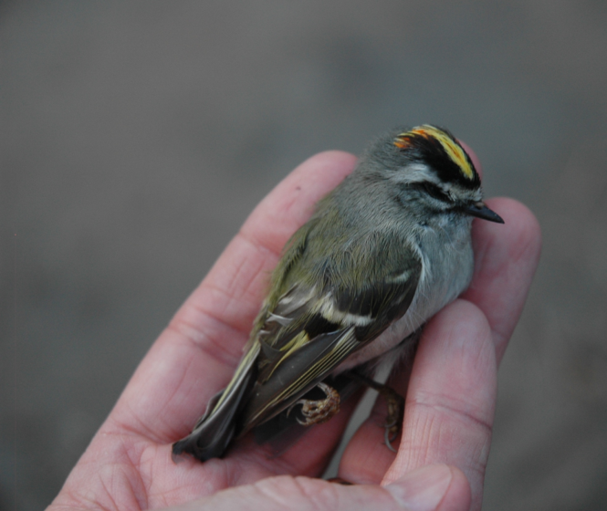 Photo of a small bird resting in a person's hand, showcasing detailed plumage and vibrant yellow and orange markings on its head. The bird's delicate feathers and compact size are highlighted against a blurred, neutral background.