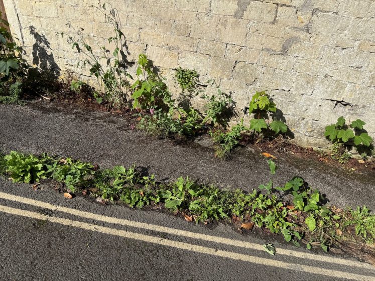 Photo of a narrow strip of asphalt road with double yellow lines partially covered by overgrown green weeds and plants. A beige brick wall with scattered climbing plants is visible in the background