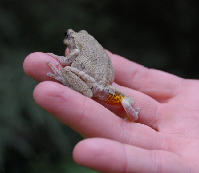 Photograph showing a small grayish-brown frog resting on a person's fingers against a blurred dark green background. Frog's hind leg features a distinctive bright orange and black spotted pattern