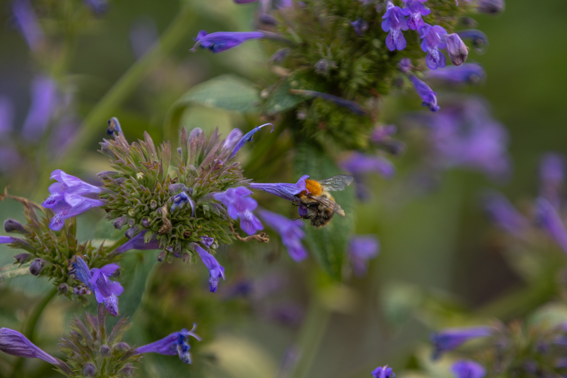 Photo of a bumblebee with orange pollen sacs on its legs collecting nectar from purple tubular flowers on a green leafy plant. 