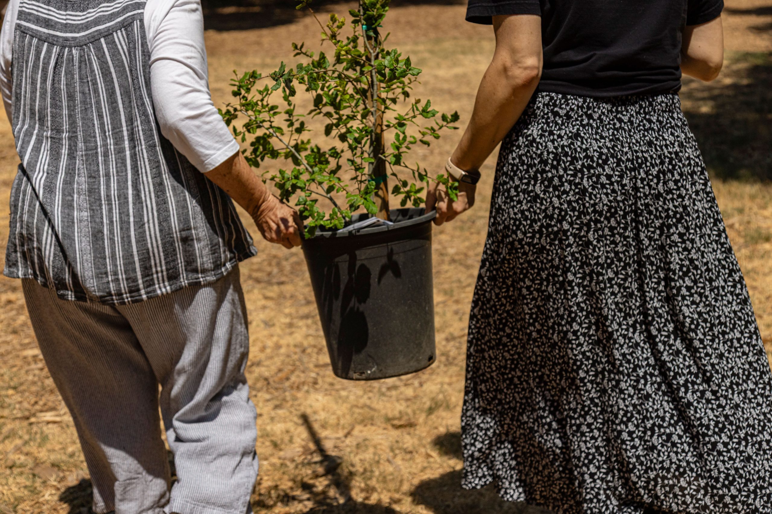 Photo showing two people carrying a small potted plant together outdoors on dry, brown grass. One person wears gray pants and a striped top, while the other wears a black shirt and a black-and-white floral skirt.