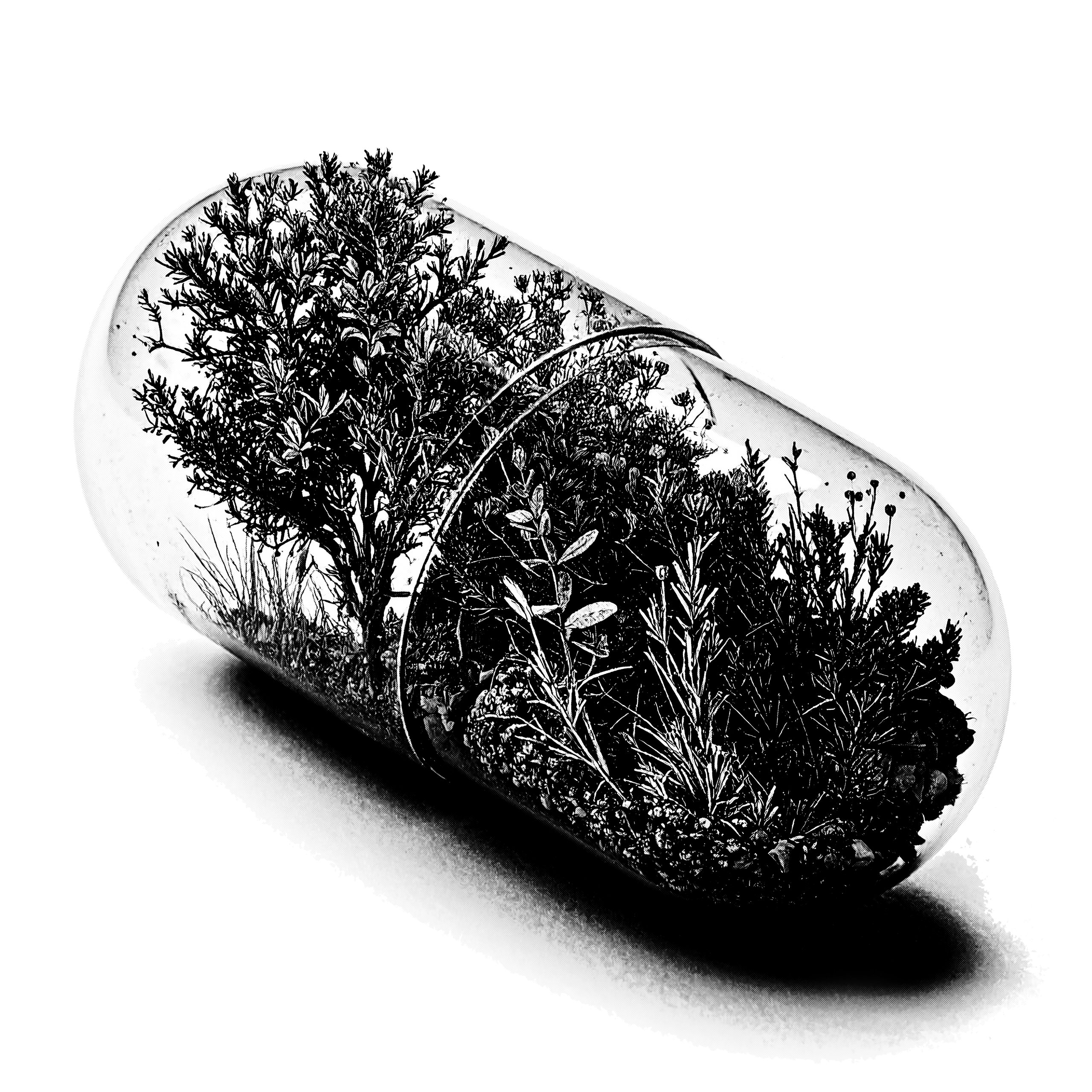 A black and white photograph of a transparent capsule containing various small plants and foliage inside. The capsule is horizontally positioned with detailed textures of leaves and stems visible, symbolizing nature encapsulated within a medicinal or synthetic form.
