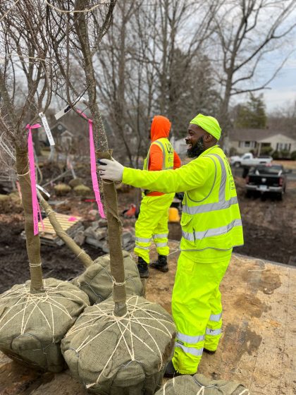 Photo showing two workers in bright yellow safety gear handling large, balled and burlapped trees with pink tags attached to their trunks. The scene appears to be a tree planting or landscaping project in a residential area, with one worker smiling while positioning a tree and another standing nearby.