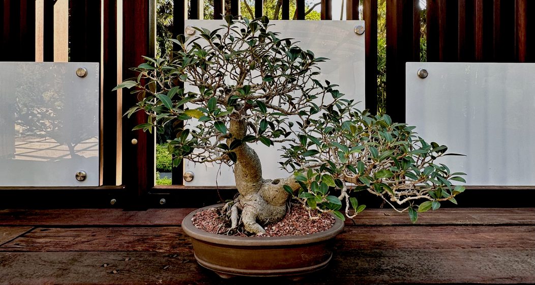 Photo of a bonsai tree with a thick, gnarled trunk and dense green foliage, planted in a shallow round pot filled with soil. The bonsai is placed on a wooden surface with a background of vertical wooden slats and frosted glass panels