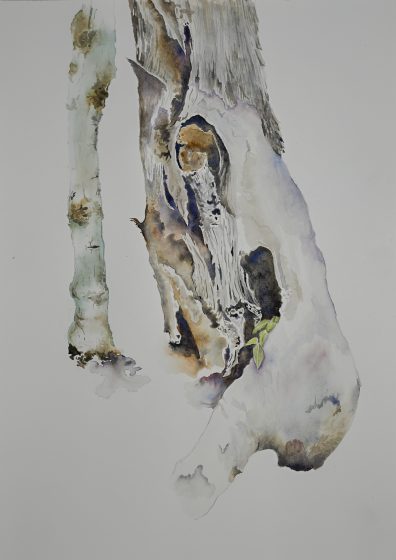 Watercolor painting depicting two tree trunks with detailed textures and natural colors. One trunk shows intricate bark patterns with shades of brown, gray, and green, while the other is slender with subtle mossy patches, set against a plain white background.