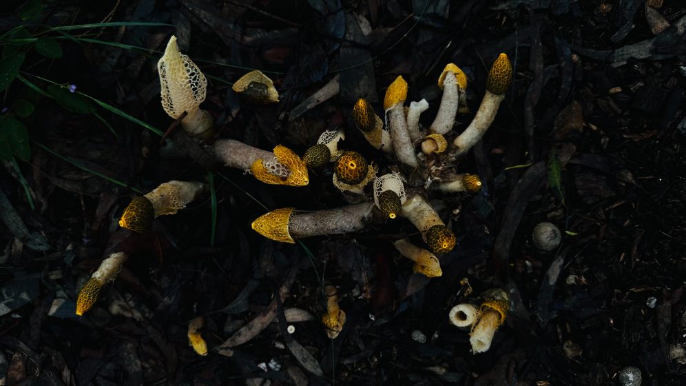 Photo of a cluster of yellow and white mushrooms growing on dark soil with scattered leaves and twigs. Mushrooms vary in size and shape, with some having net-like caps and others appearing elongated and tubular.