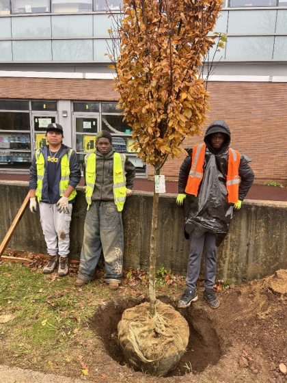 Photo of three workers standing around a newly planted tree with brown leaves and exposed root ball in a dug hole. Workers wear high-visibility vests and gloves, with a building featuring windows and doors in the background