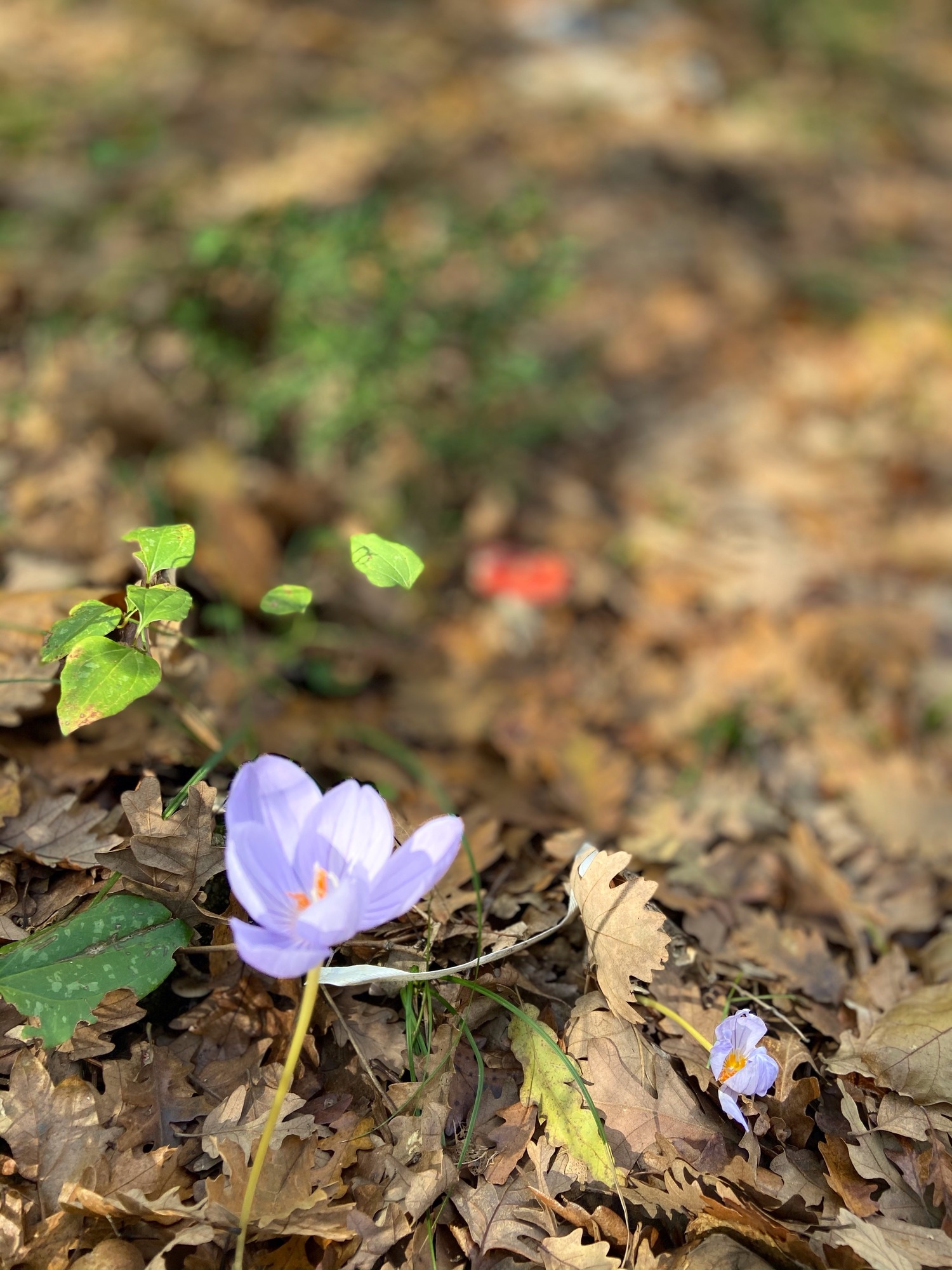 Photo of two light purple crocus flowers emerging from a ground covered with dry brown leaves and scattered green foliage. Focus is on the larger flower in the foreground with a blurred background