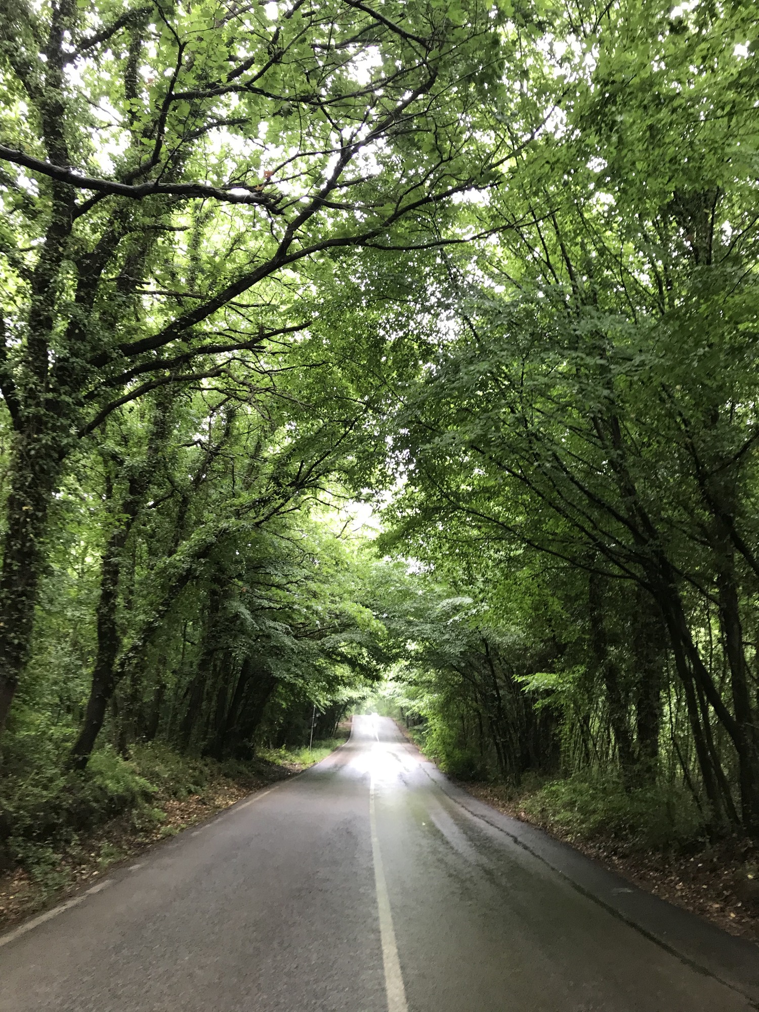 Photo of a narrow, wet road flanked by dense green trees forming a canopy overhead. 
