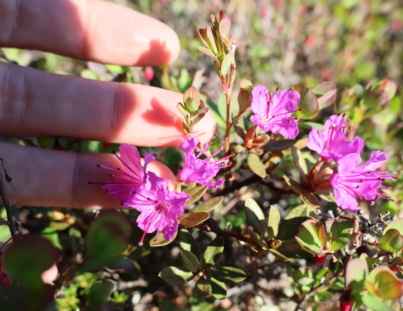 Photo showing a close-up of a hand gently touching vibrant pink flowers on a small shrub with green leaves.