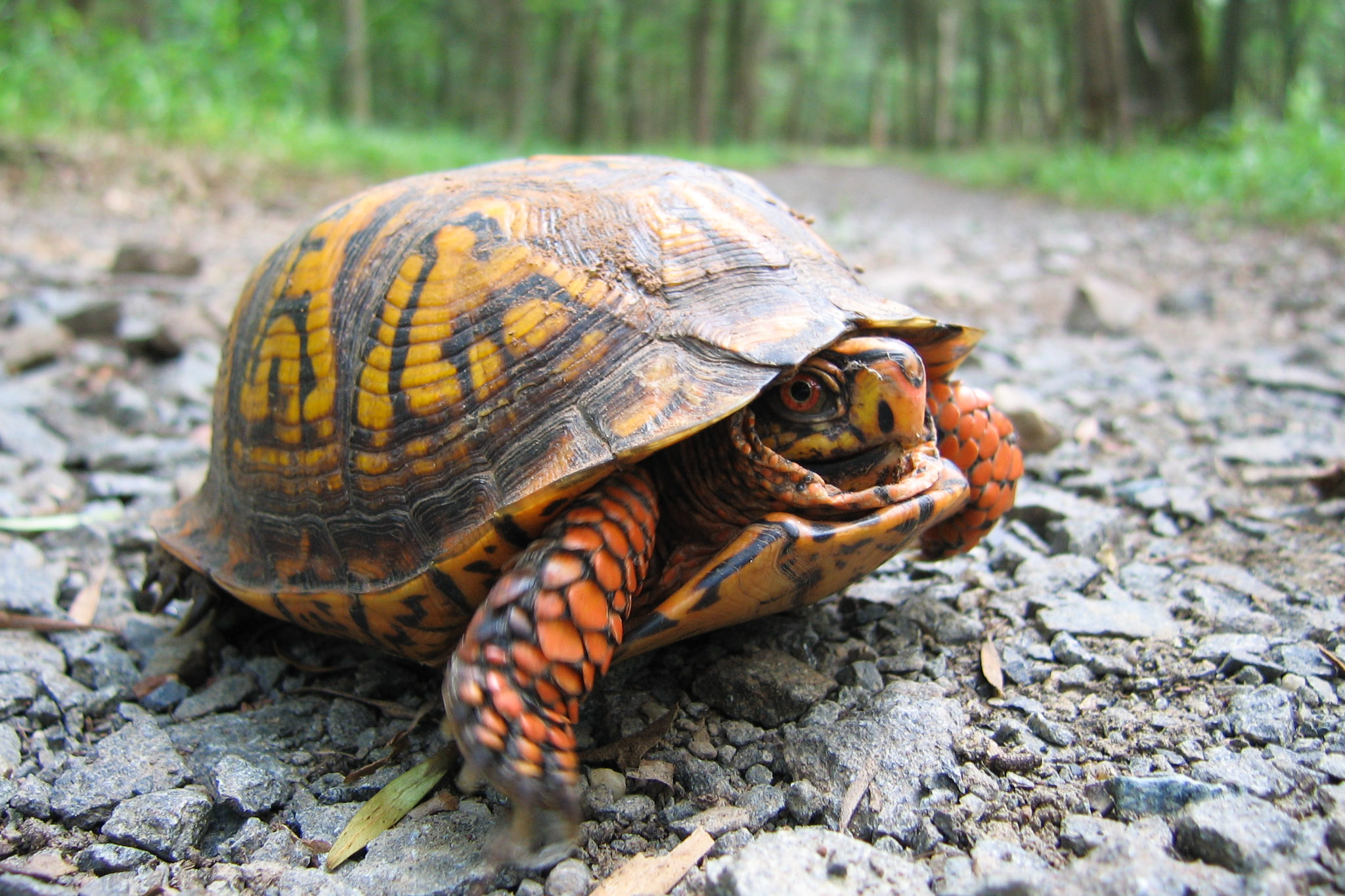 The Experience of Urban Nature in a Time of AI