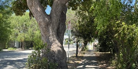 Planting Trees While Rome Burns