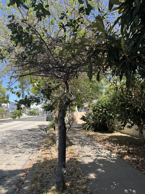 Photo of a sidewalk lined with trees and bushes under clear blue sky. Shadows of tree branches fall across the pavement, with dry leaves scattered along the edges.