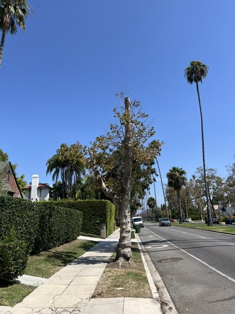 Photo of a suburban street featuring a sidewalk lined with trimmed hedges and several trees, including a tall palm tree and a shorter tree with sparse leaves.