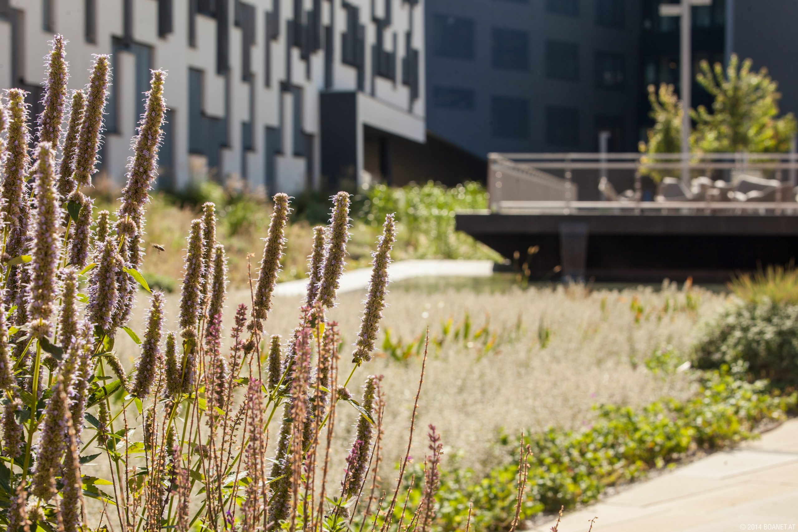 Photo of a landscaped courtyard beside a modern multi-story building, showcasing native-style planting and outdoor design. Tall purple flowering stalks, ornamental grasses, shrubs, a paved walkway, elevated deck, and geometric facade create layered foreground and background structure.