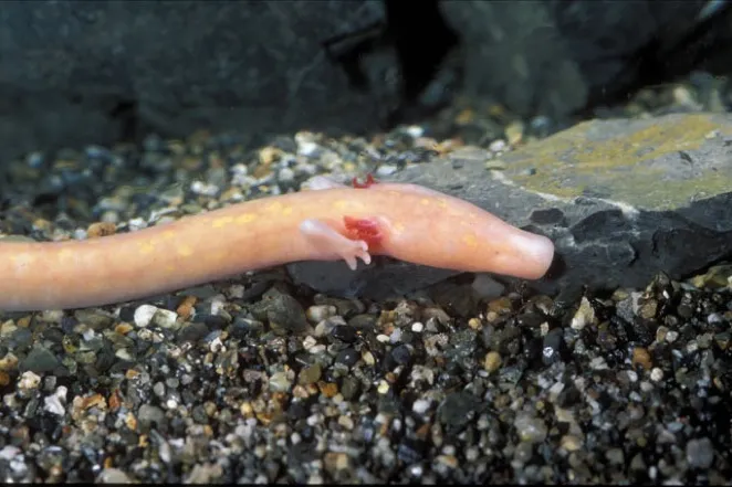 Photo shows a pale pink aquatic salamander, likely an axolotl, resting on multicolored aquarium gravel beside a dark rock.