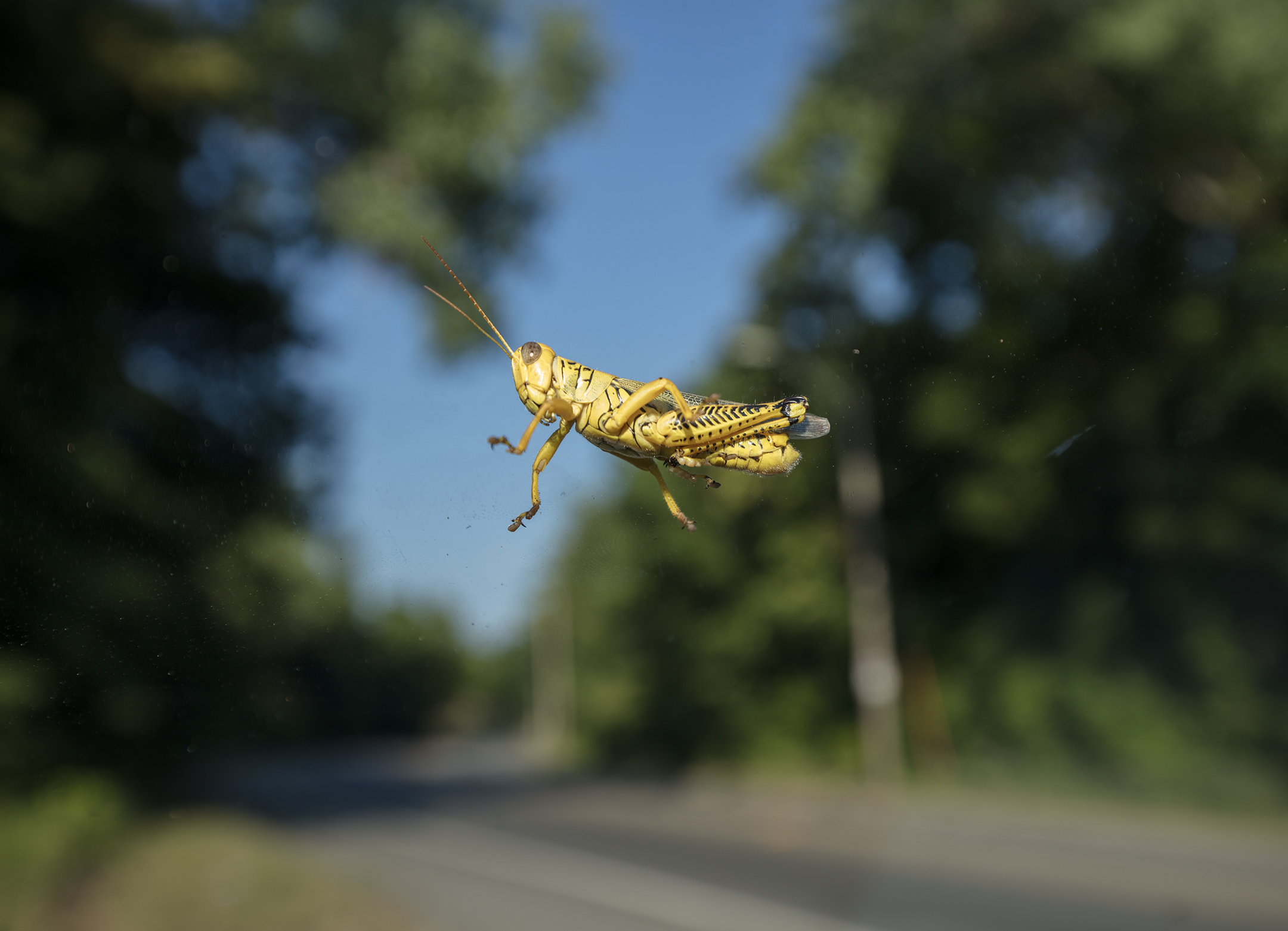 Photo of a yellow grasshopper resting on a windshield against a blurred tree-lined road and blue sky. 