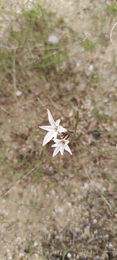 Photodocuments a close-up white wildflower with star-shaped petals and dark reddish center. Flower hangs among dry grass, moss, and blurred woodland ground, emphasizing delicate structure against muted brown and green surroundings.