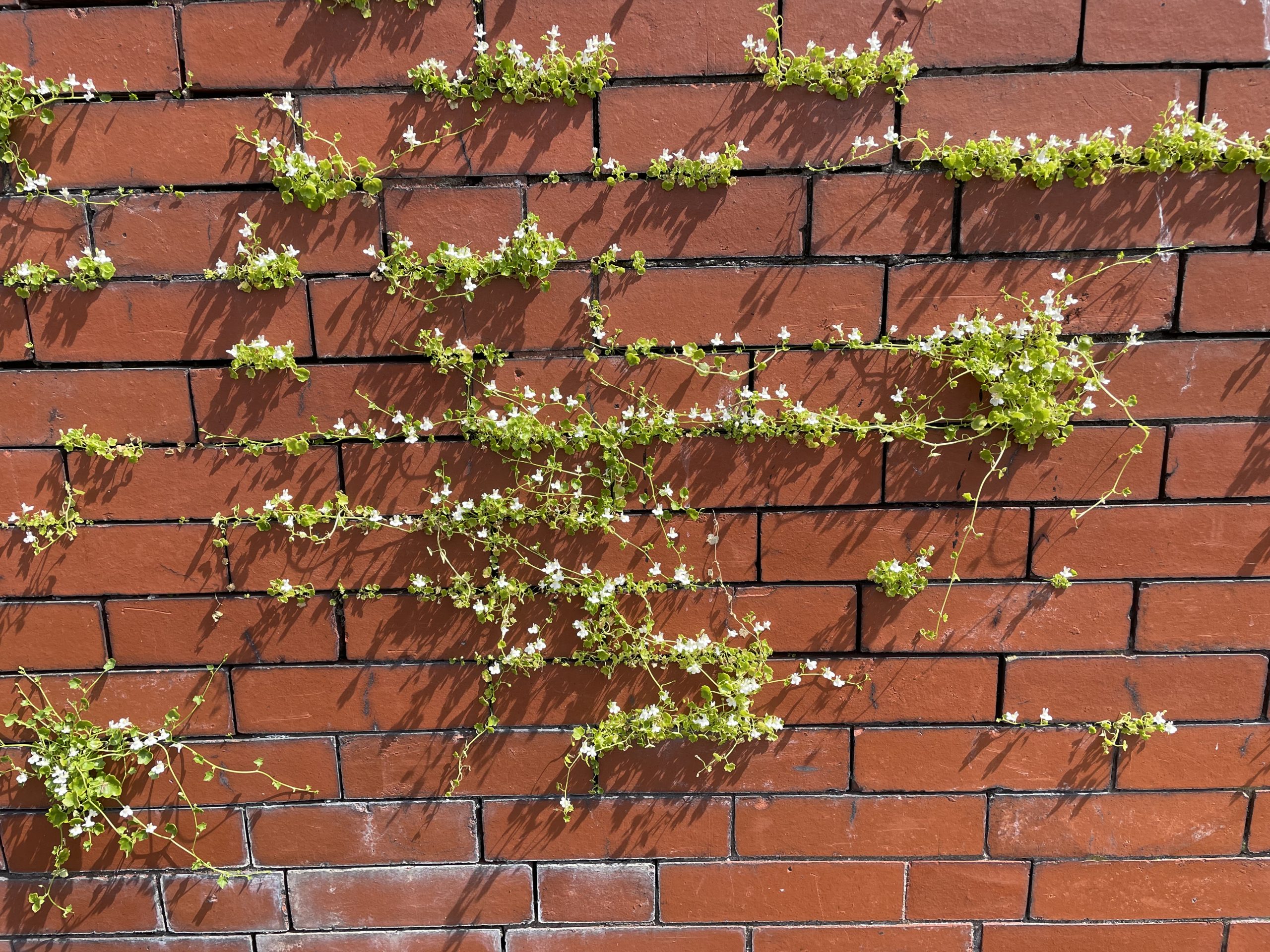 Photo showing green flowering vines spreading across a red brick wall.