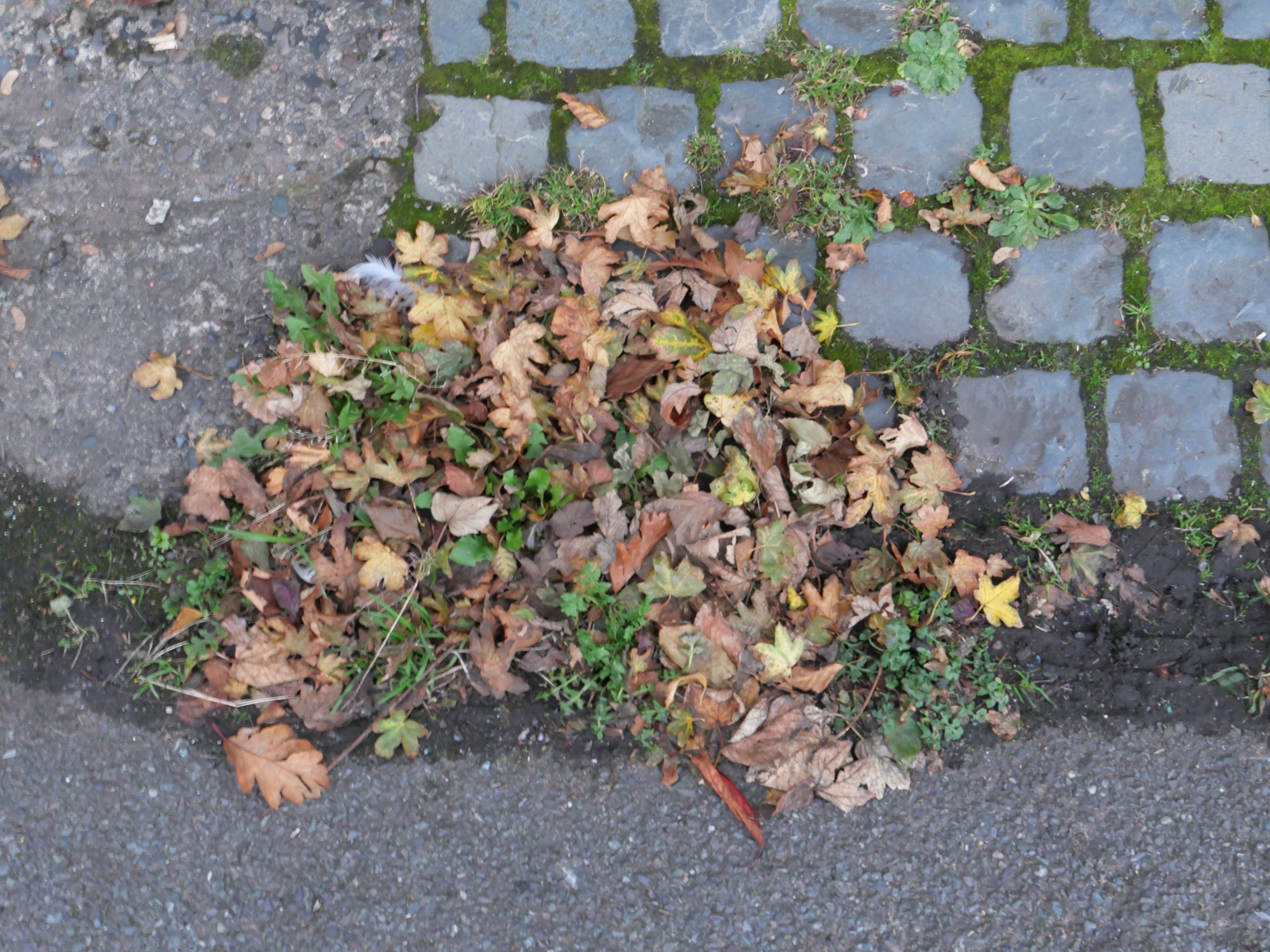 Photo showing a roadside drainage area bordered by gray cobblestones and asphalt. Brown fallen leaves, green moss, weeds, and small debris collect across uneven pavement.