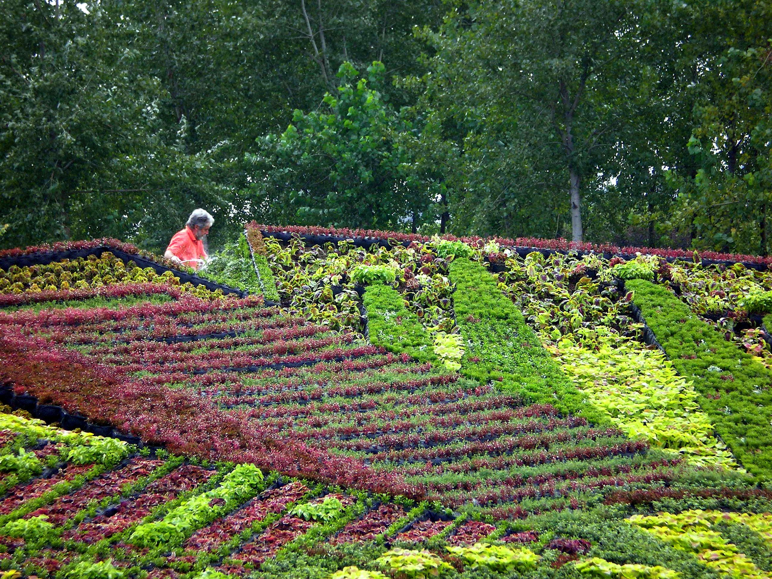 Photo of a landscaped hillside garden with geometric rows of red, green, and yellow plants. A person in a red jacket tends beds, while dense trees form a backdrop and contrasting foliage creates sweeping striped patterns.