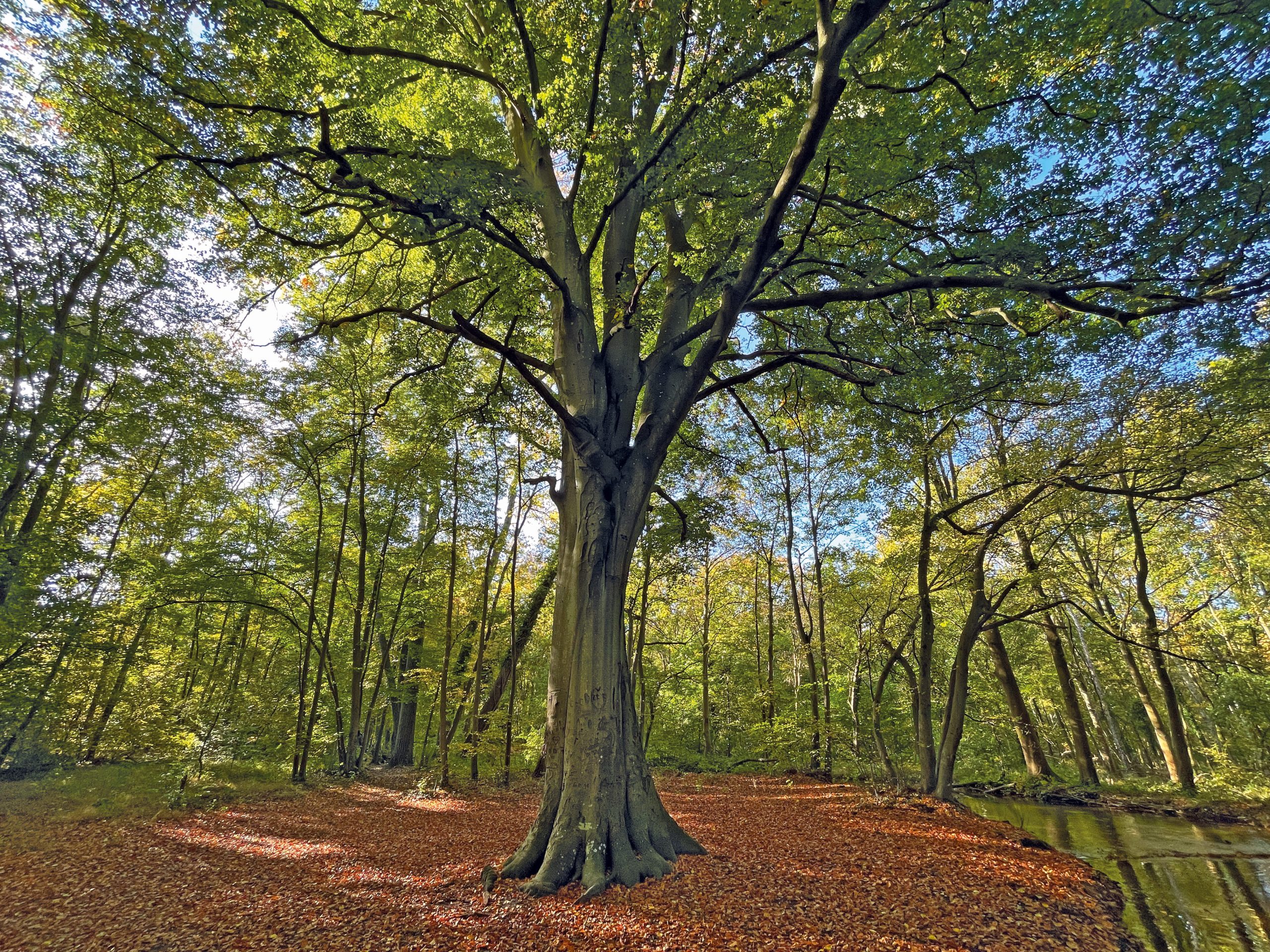 Photo of a mature broad-canopy tree in an autumn forest. Sunlit green-gold foliage, reddish leaf carpet, young surrounding trees, and a narrow stream frame the central trunk and spreading branches.