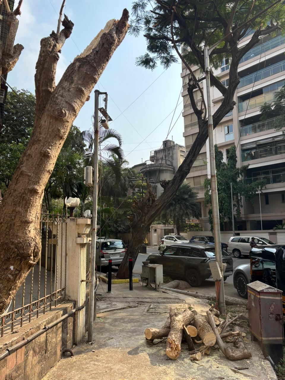 Photo of an urban sidewalk lined with heavily pruned trees, stacks of freshly cut logs, parked cars, utility poles, and mid-rise buildings. 