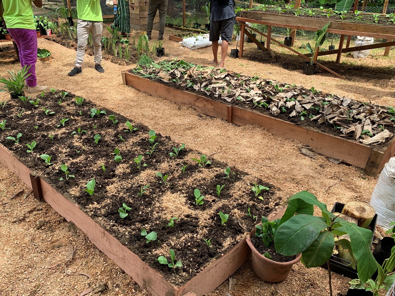 Photo of a community garden with wooden raised beds containing rows of young green seedlings, dark soil, and dry-leaf mulch. Several people stand among planted beds, while potted plants and garden structures surround them