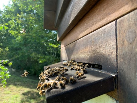 Photo showing honeybees gathered at entrance of a wooden hive in a green outdoor setting. Numerous bees crawl across black landing board while others fly nearby